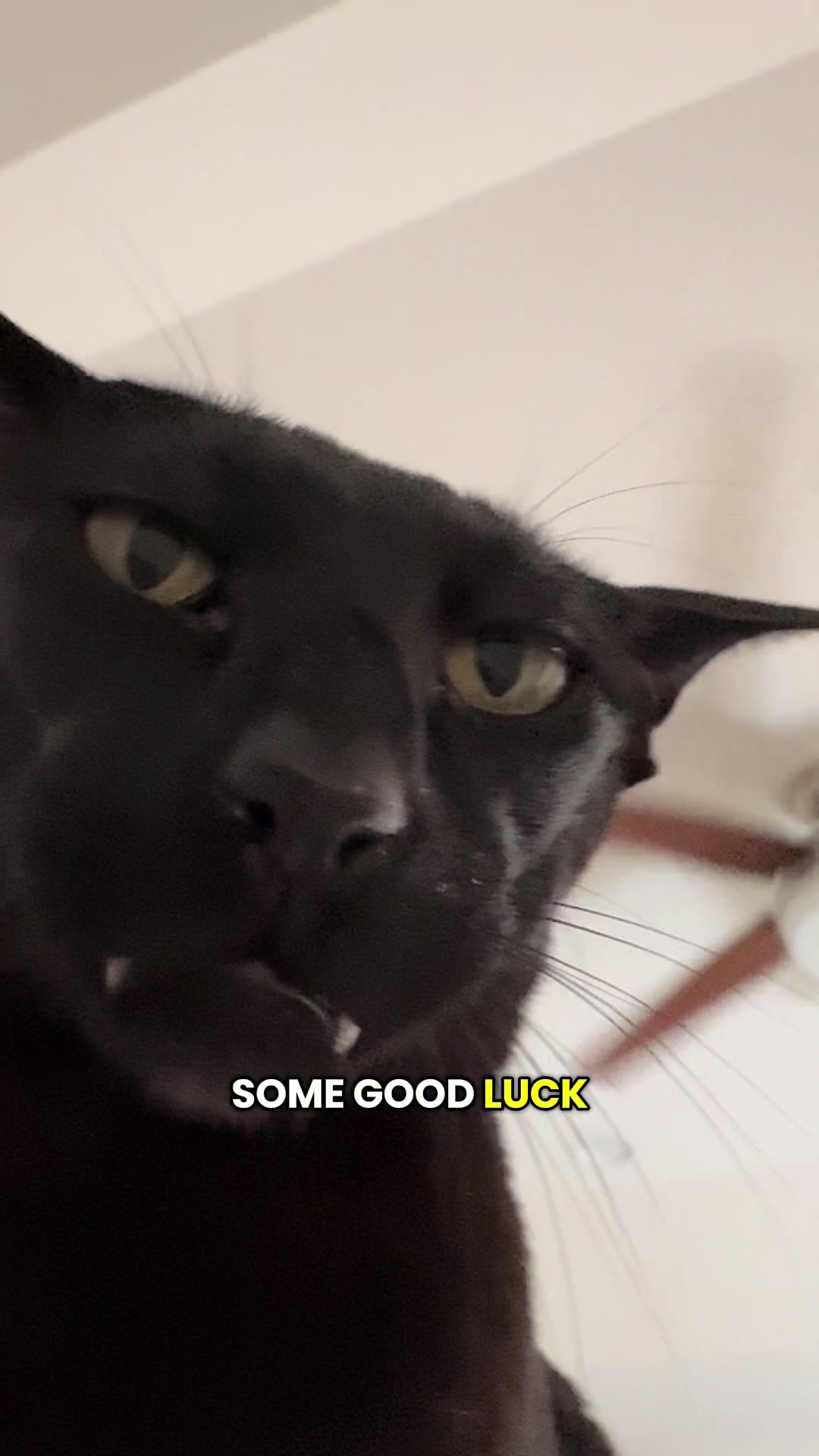 @hobbikats