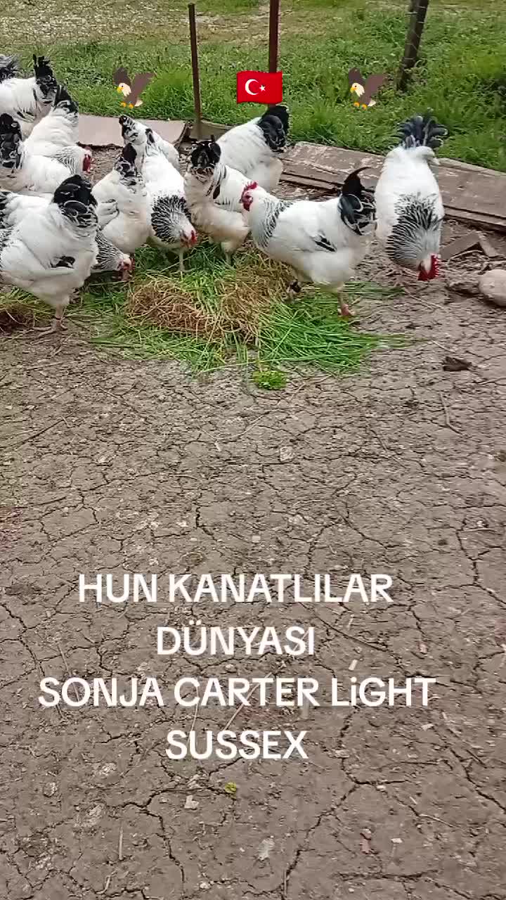 @ABD&Uuml;LKADİR HUN6154