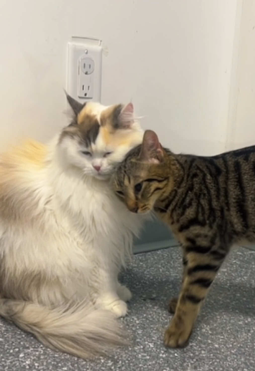 @The Fur Seasons Feline Rescue