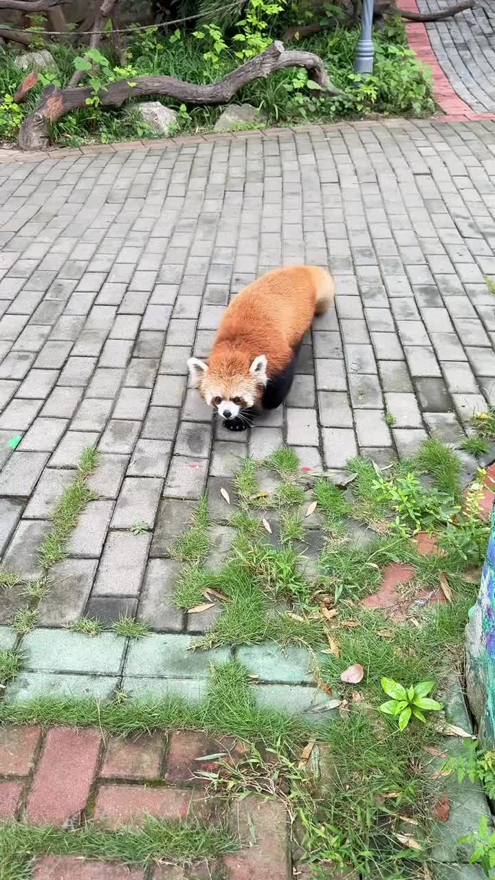 @Krezhi Panda 90
