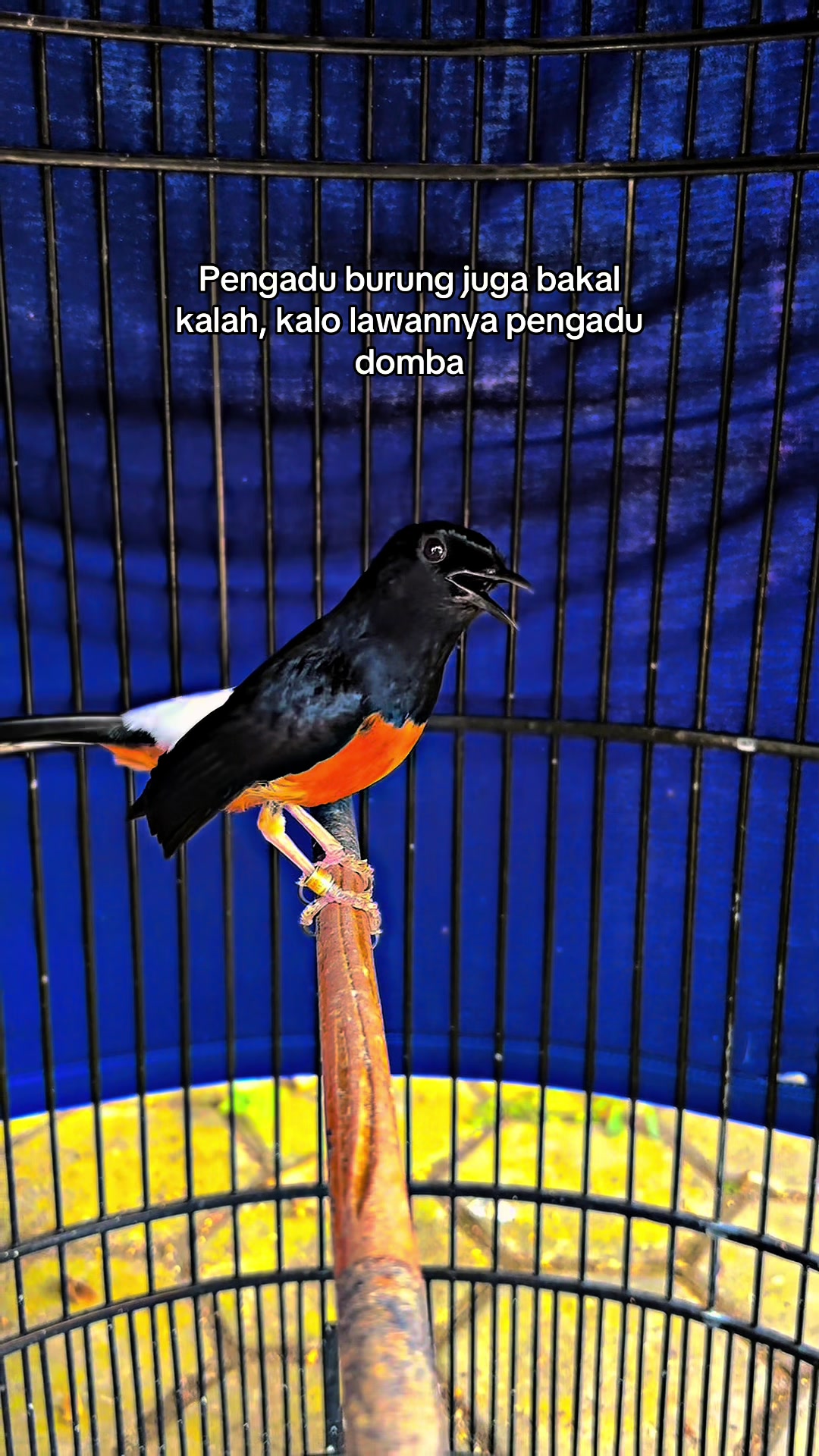 @Dirga Putu