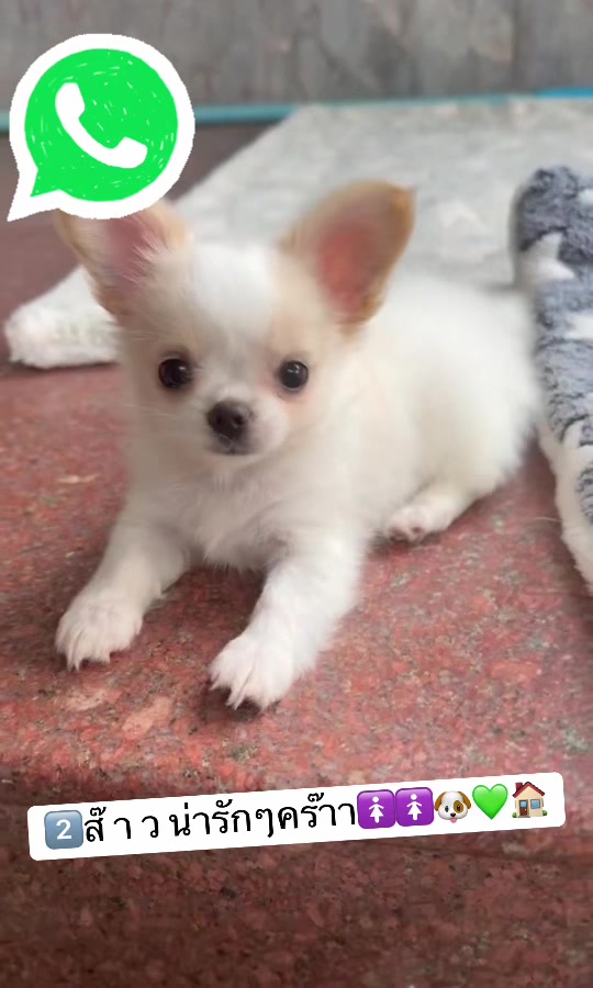 @Fb:Woww chihuahua