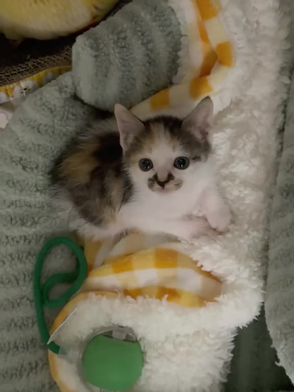 @catbosssss