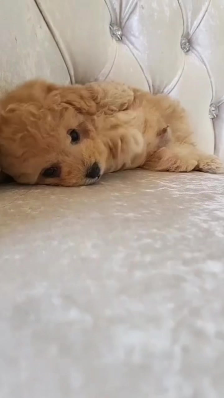 @Teacup puppies