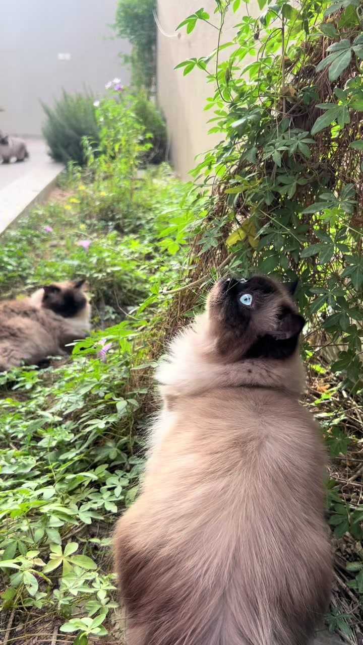 @himalayancat0