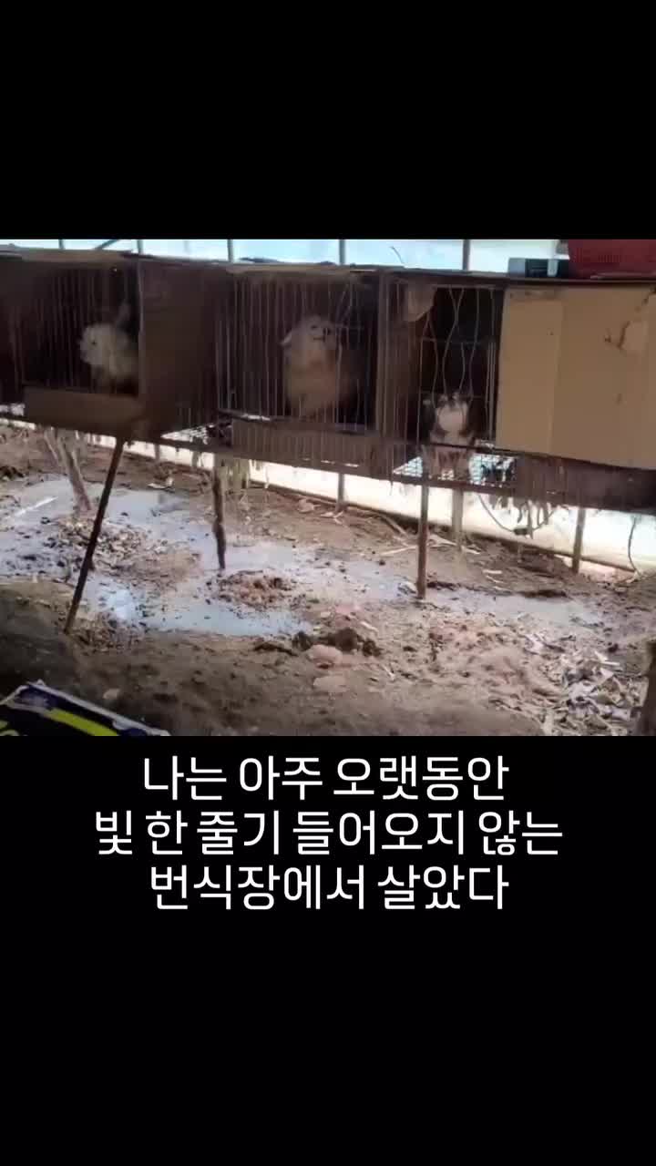@🐶🐶엄지맘🐕&zwj;🦺🦮🐩