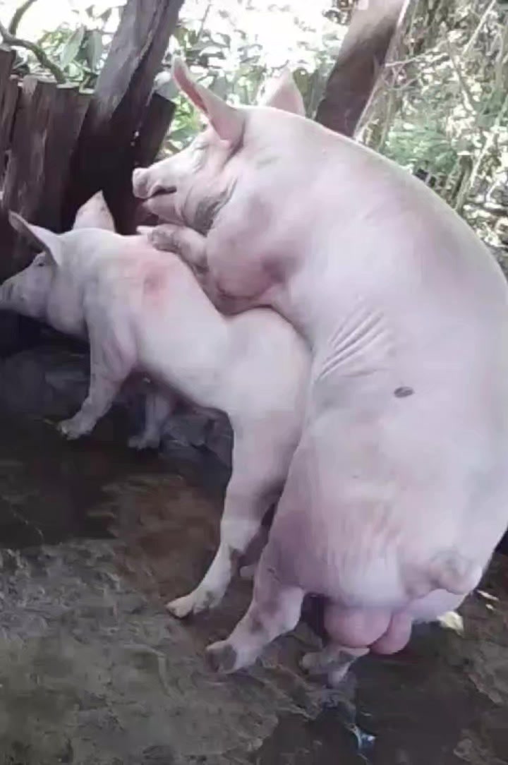 @GRANJAPORCINA RODRIGUEZLOBO 🐖