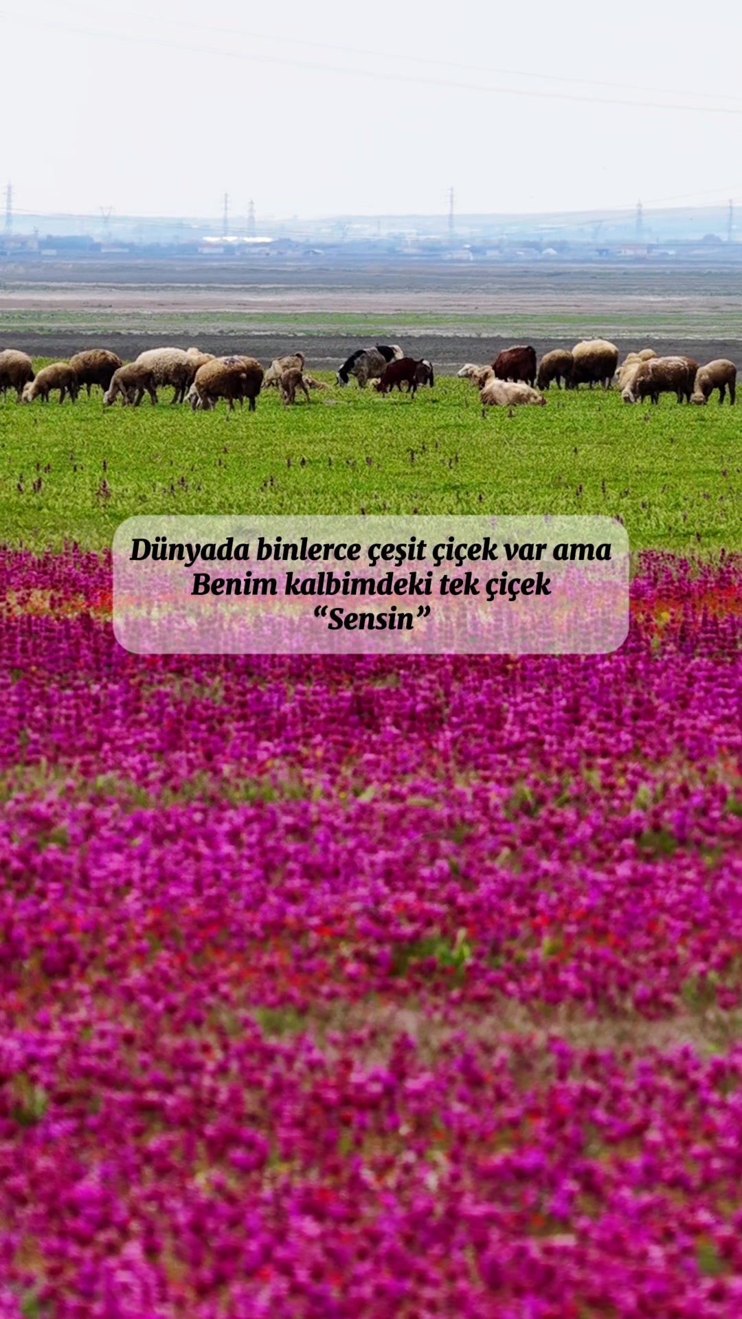 @Elif Meva Demir