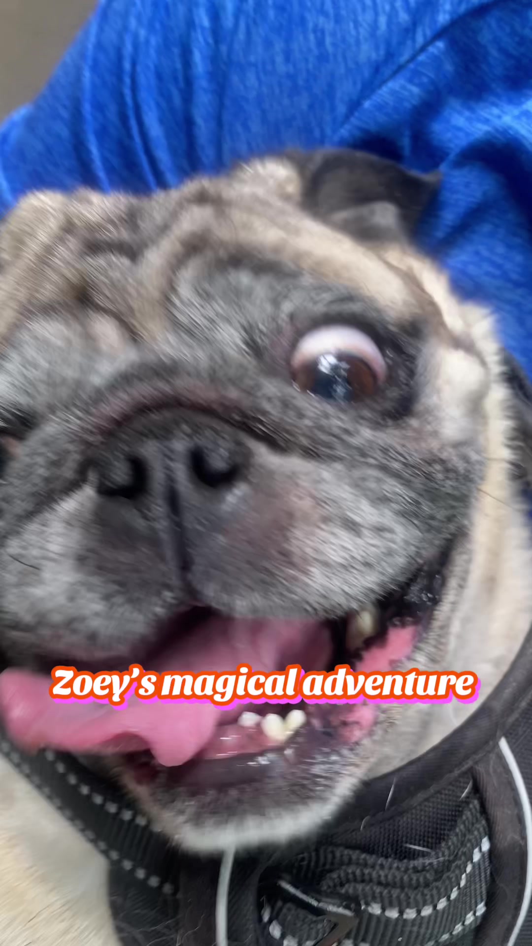 @pugloversuperhero