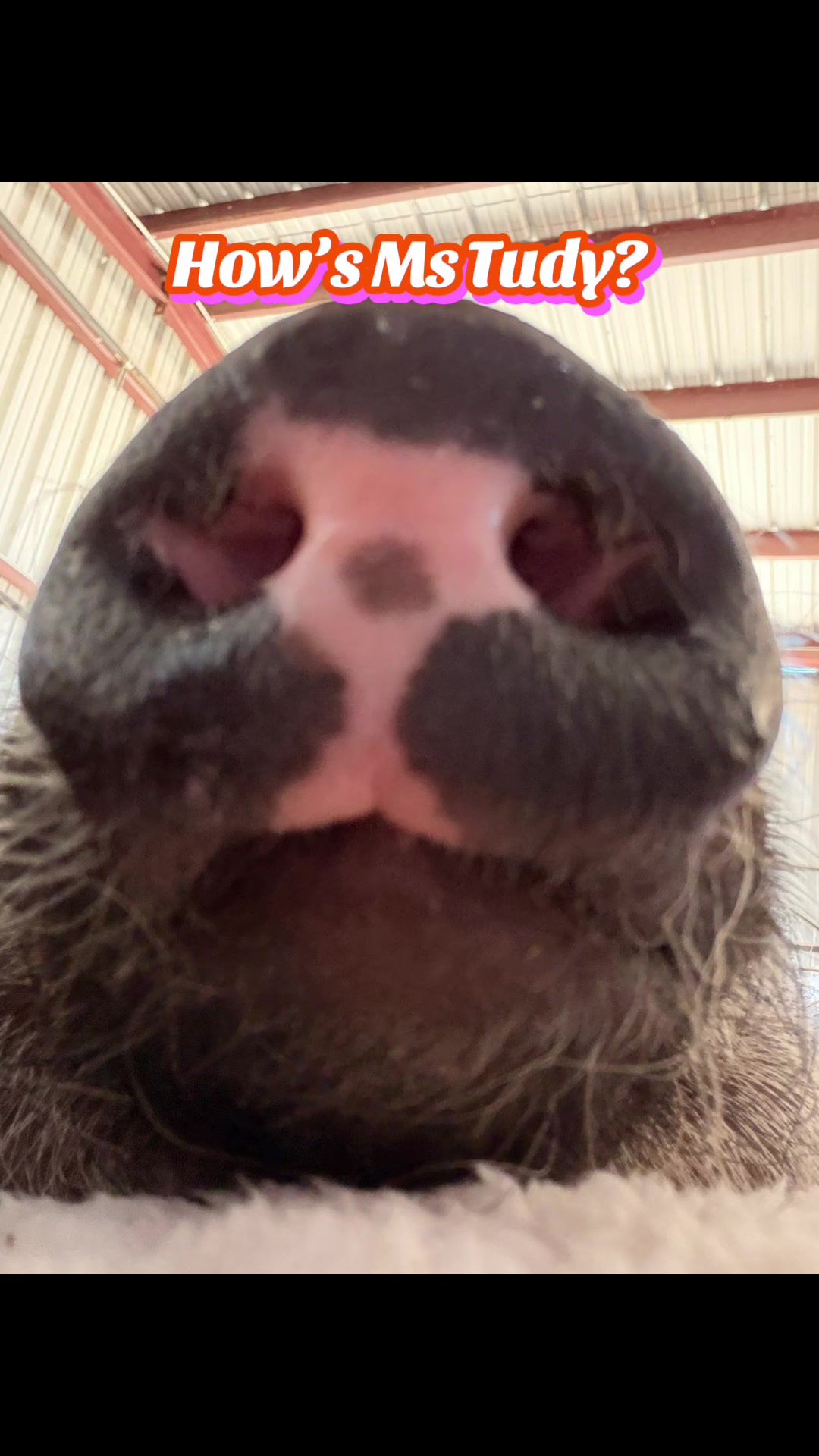 @Pig Luv Co