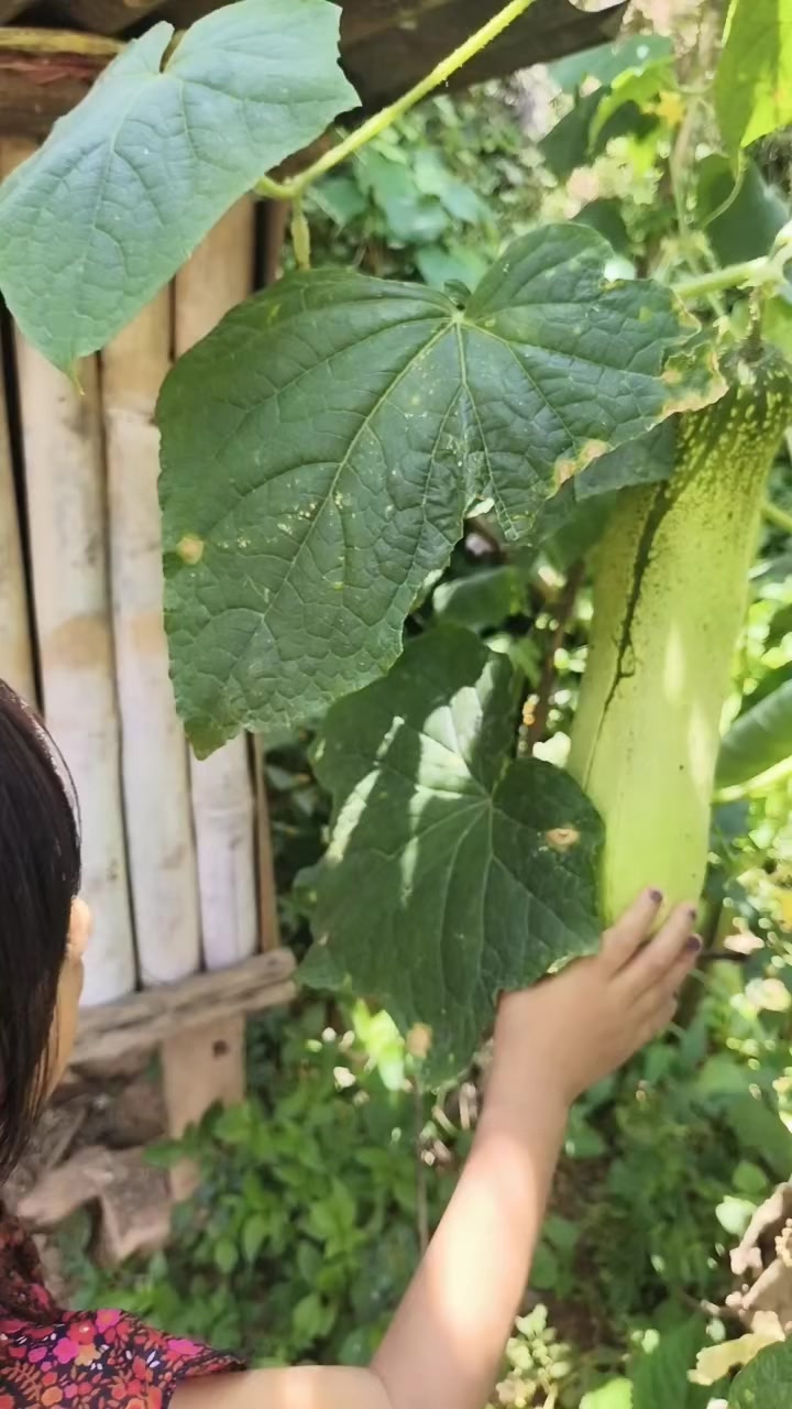 @@bobita🦚