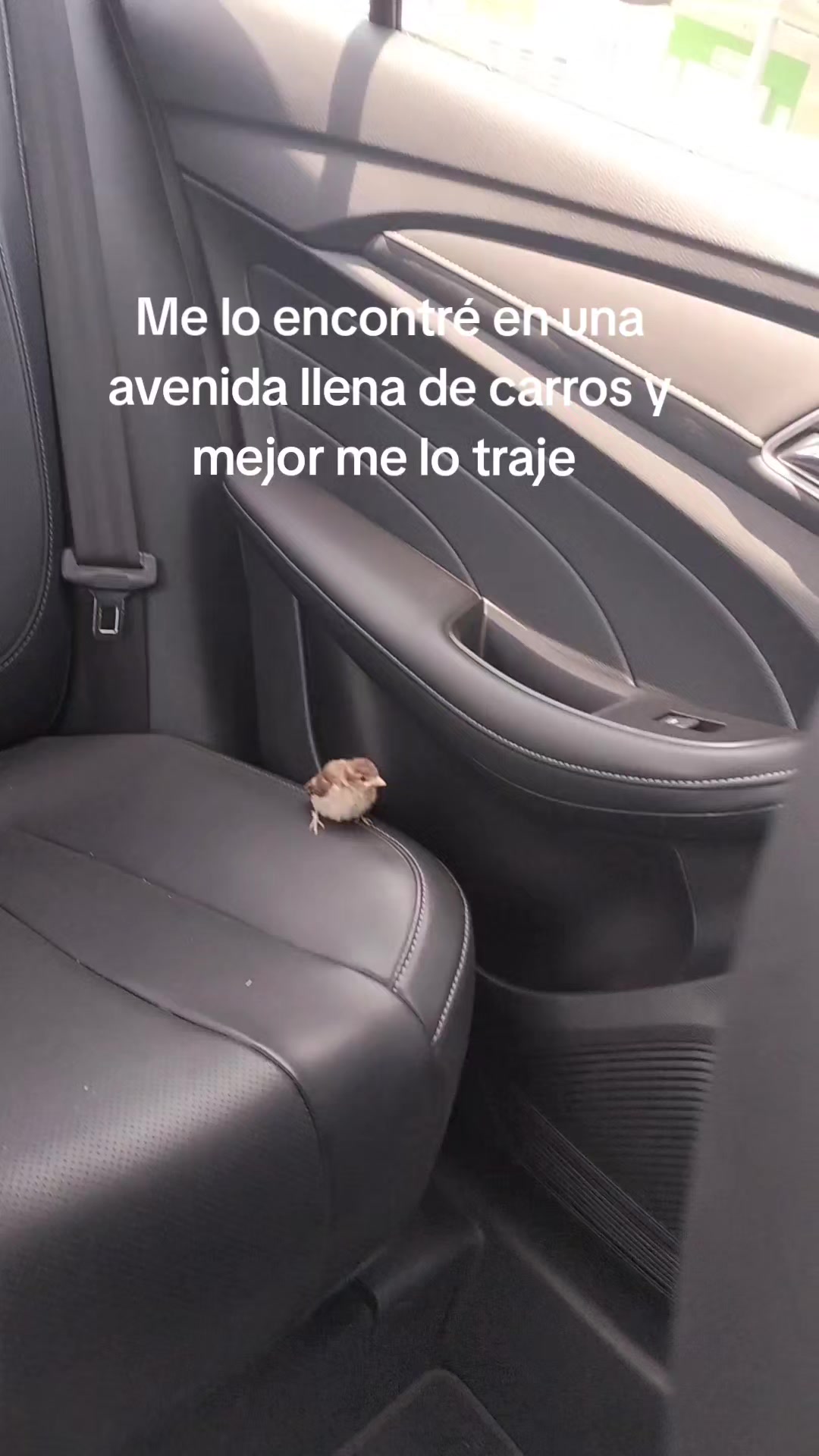 @Montpetitee