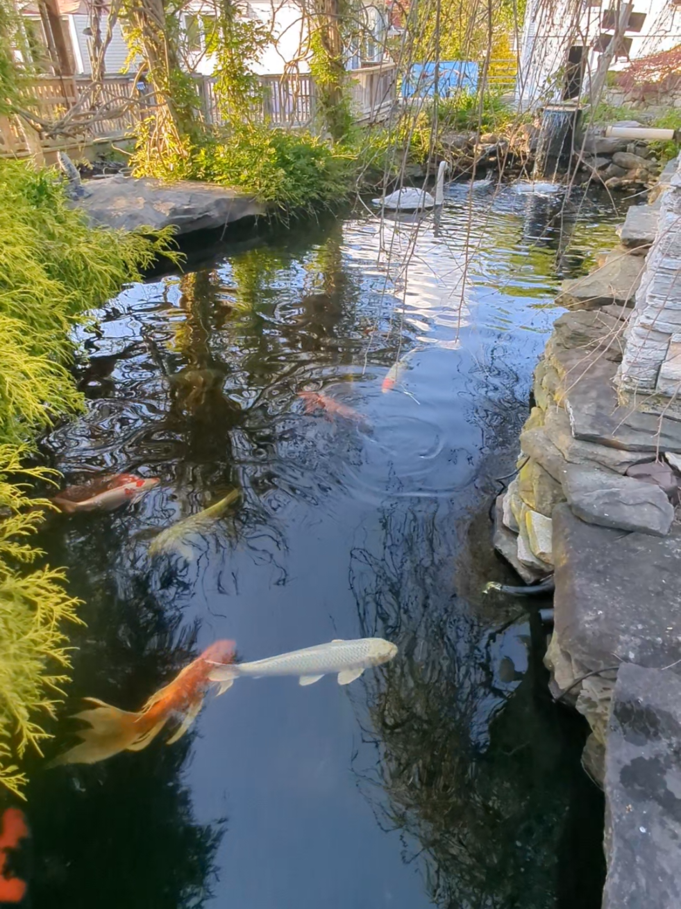 @B&M Aquatics