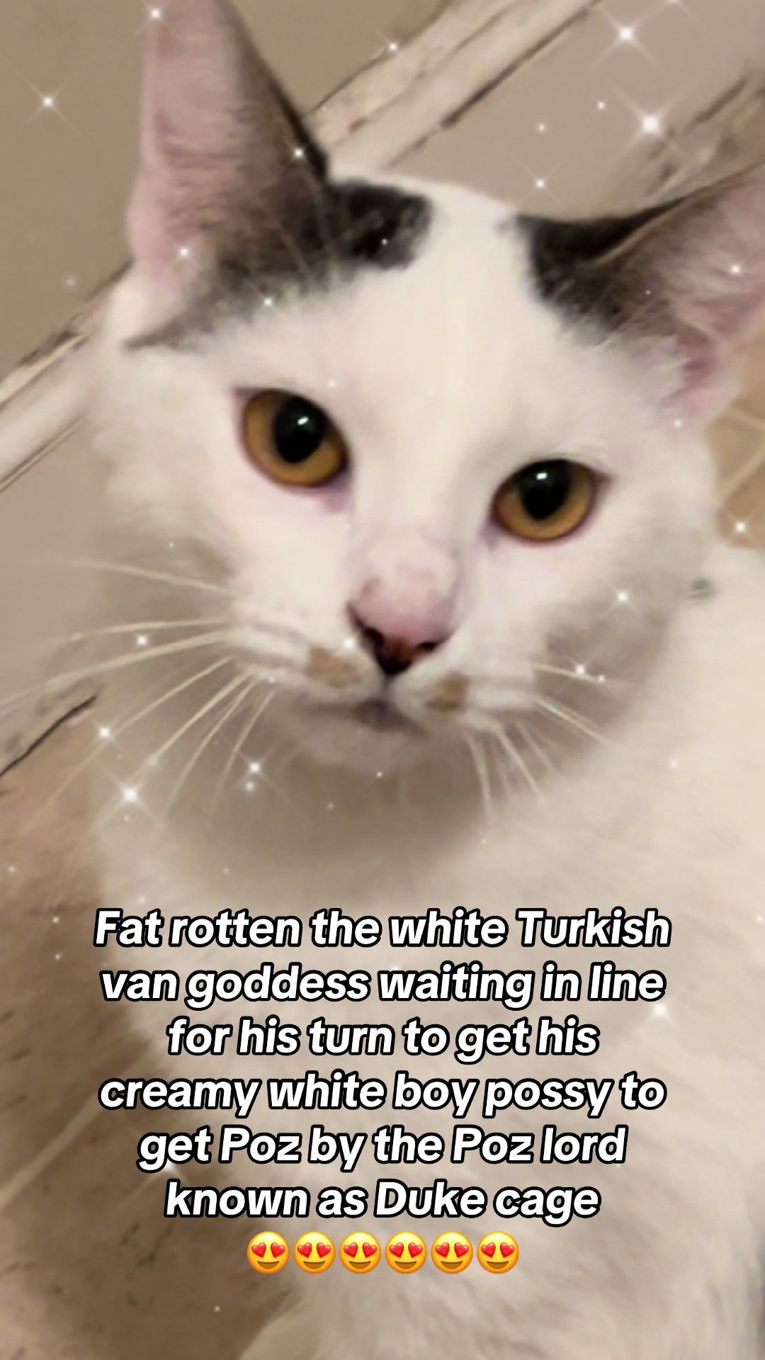 @fatplumpythugcat9000