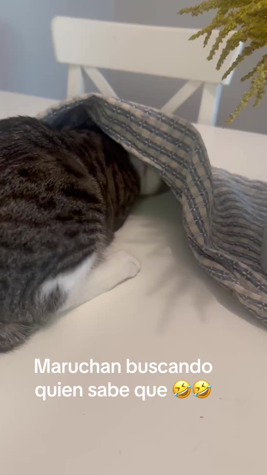 @almaalvarado059