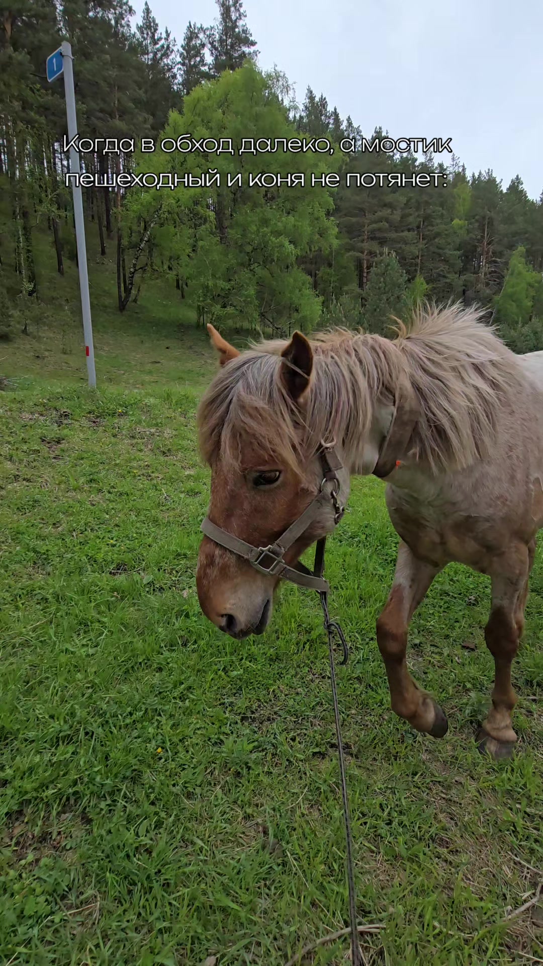 @tg: altaihorses