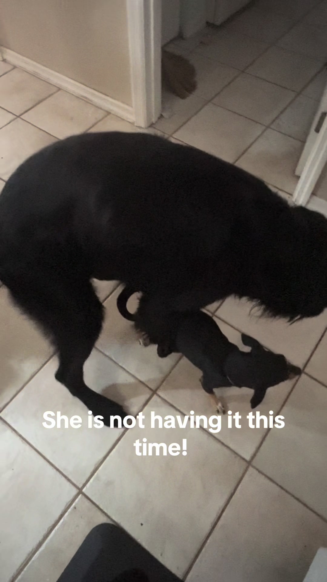 @Sherjakemickeycatnik