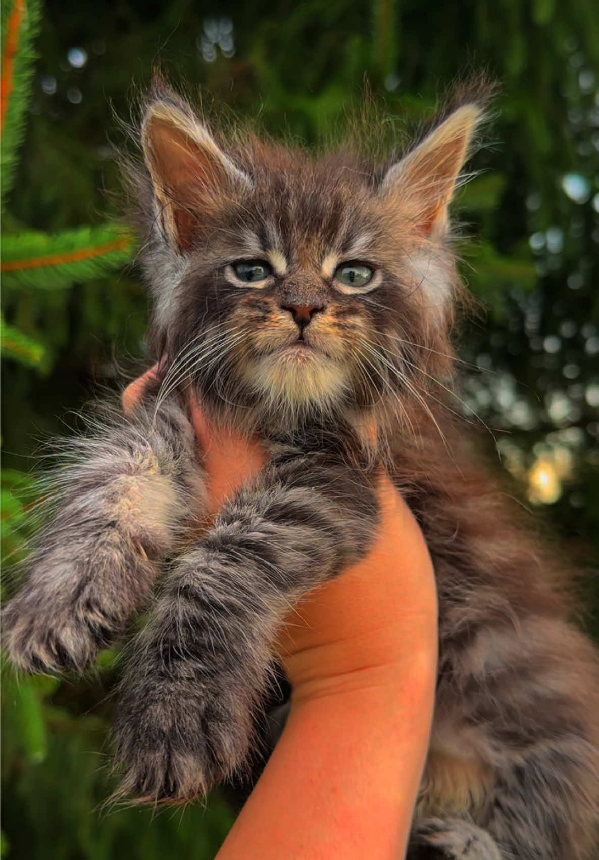 @Mossy&ensp;Cottage&ensp;Maine&ensp;Coons&ensp;🌙