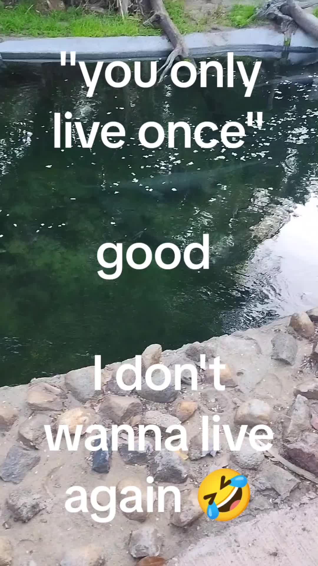 @🦓🐘.