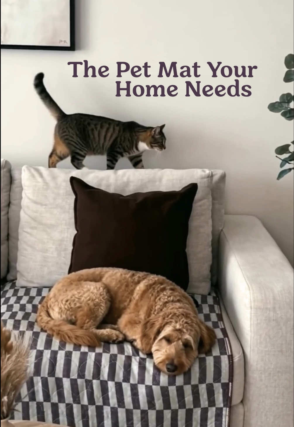 @Lovewag Pets