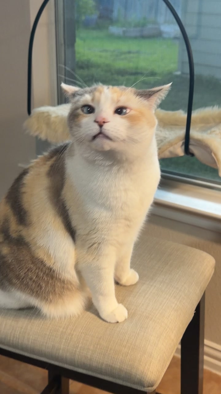 @Panko Cat