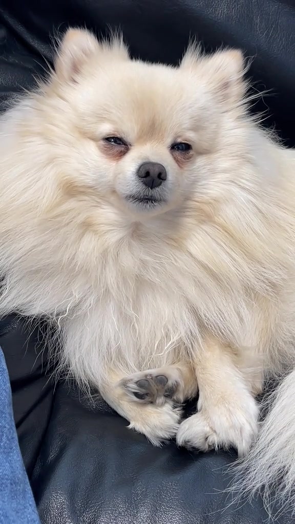 @beingmilothepom