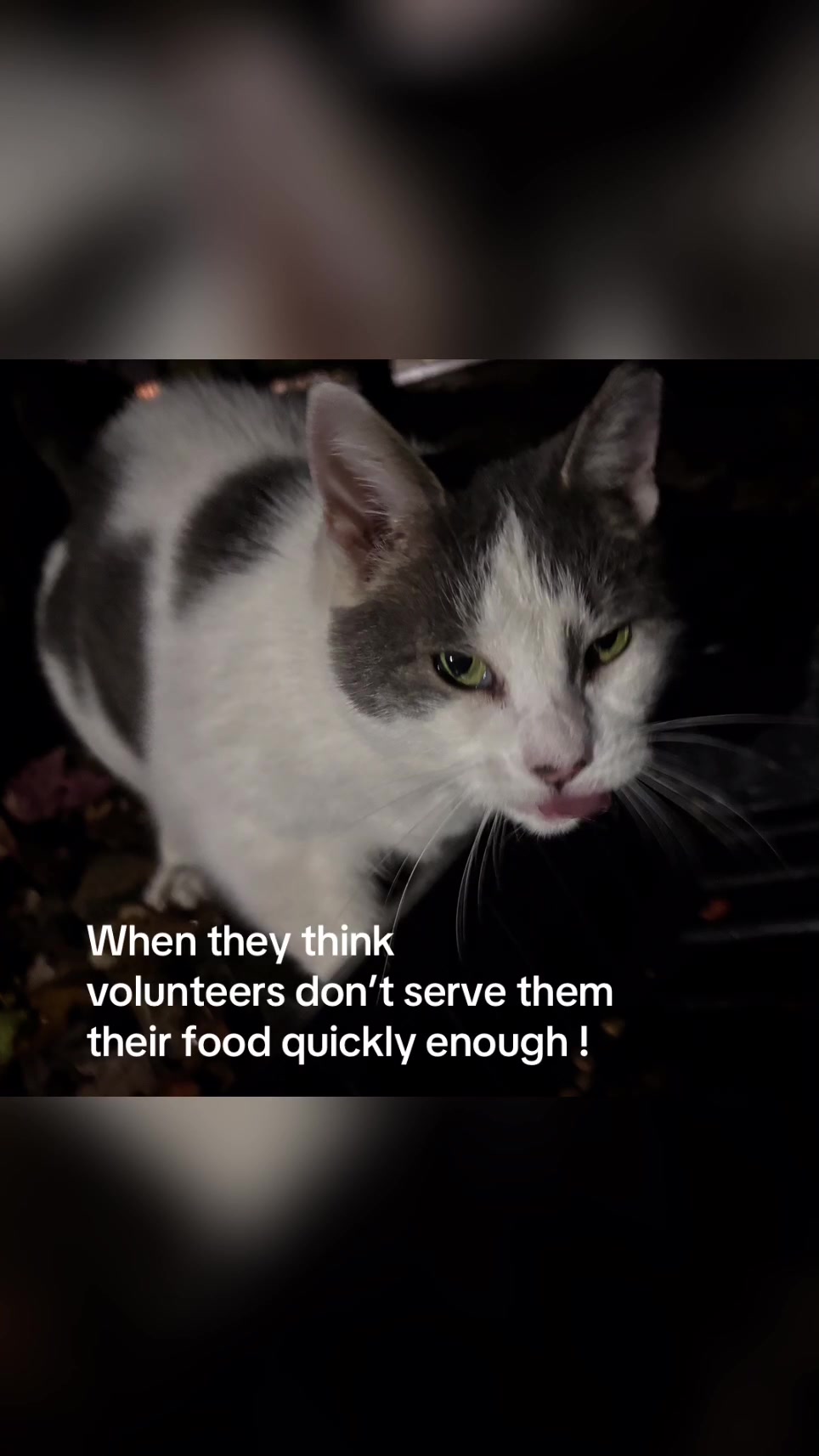 @OnlyKindnessRescue