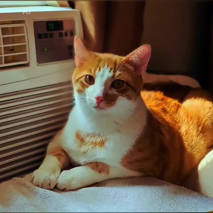 @SudzyDudz77❤️🐱💚