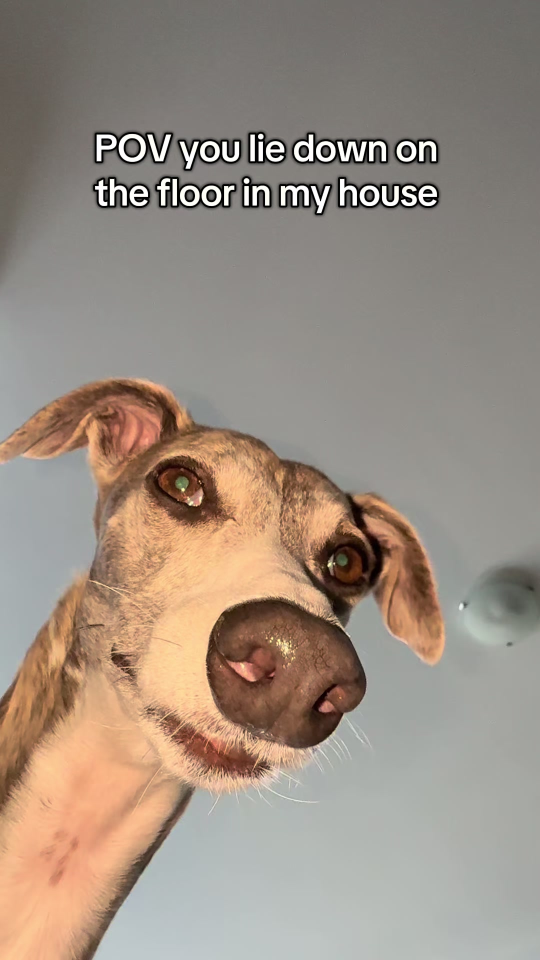 @Kayce Dog🤪🩷