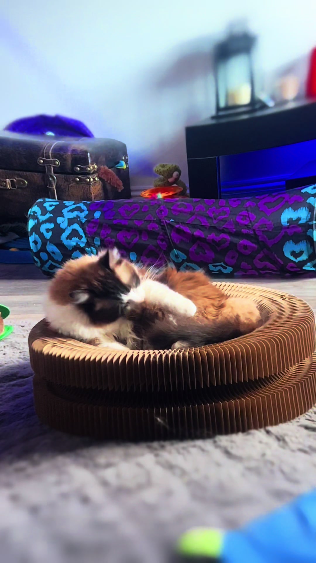 @Ted the ragdoll cat 🐾