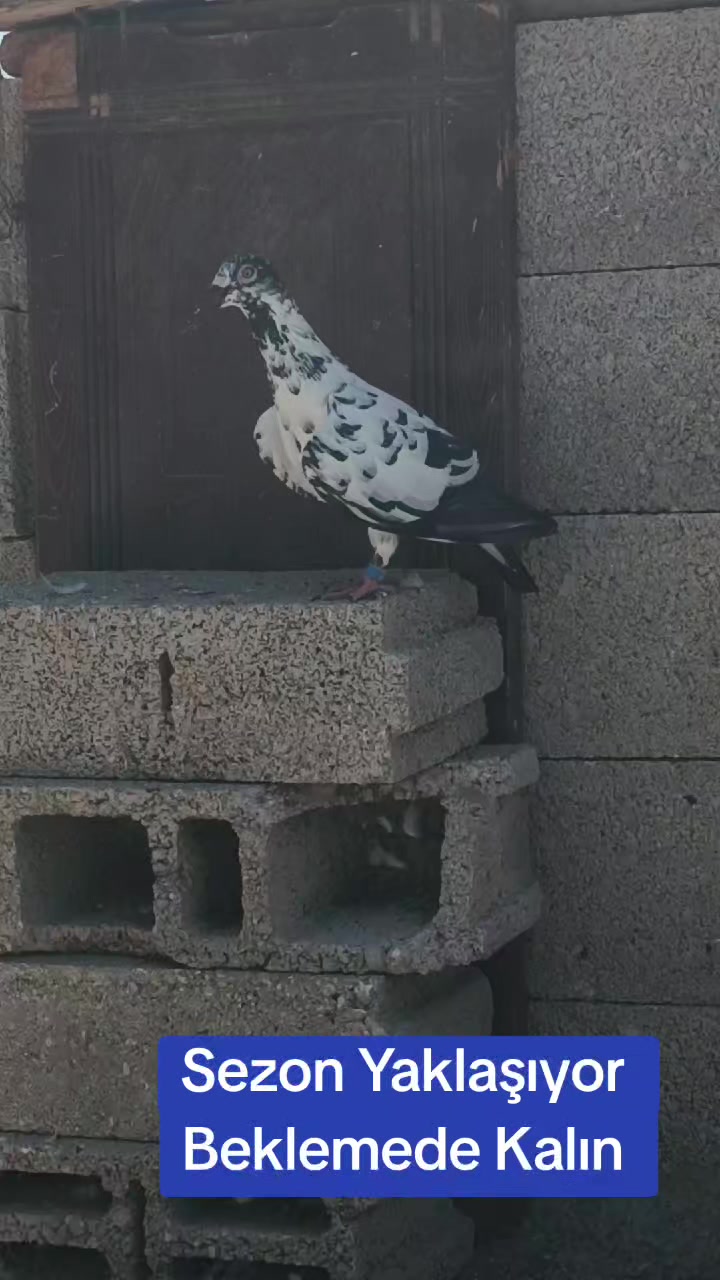 @Postacı_6380