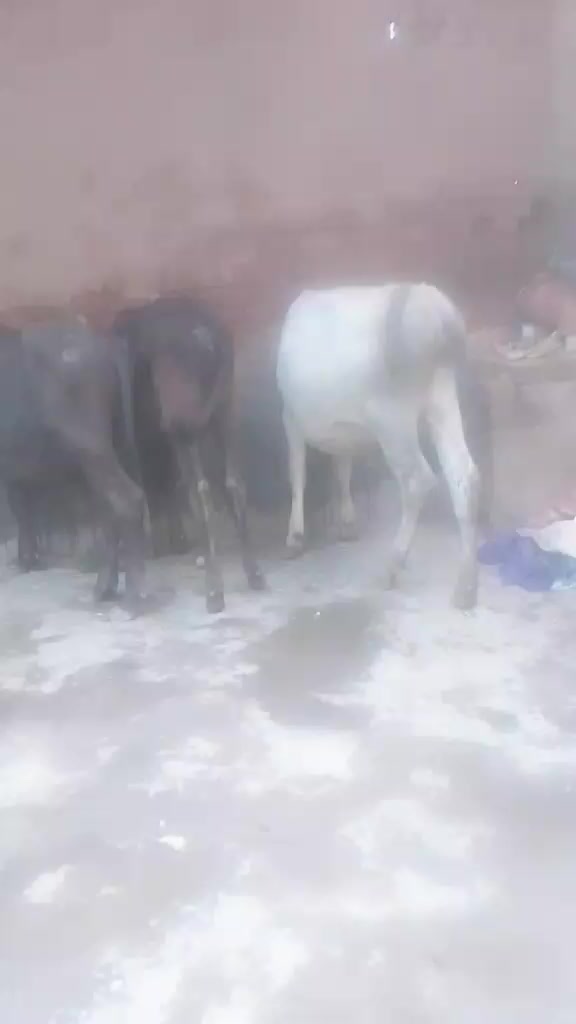 @Asif Khan 54