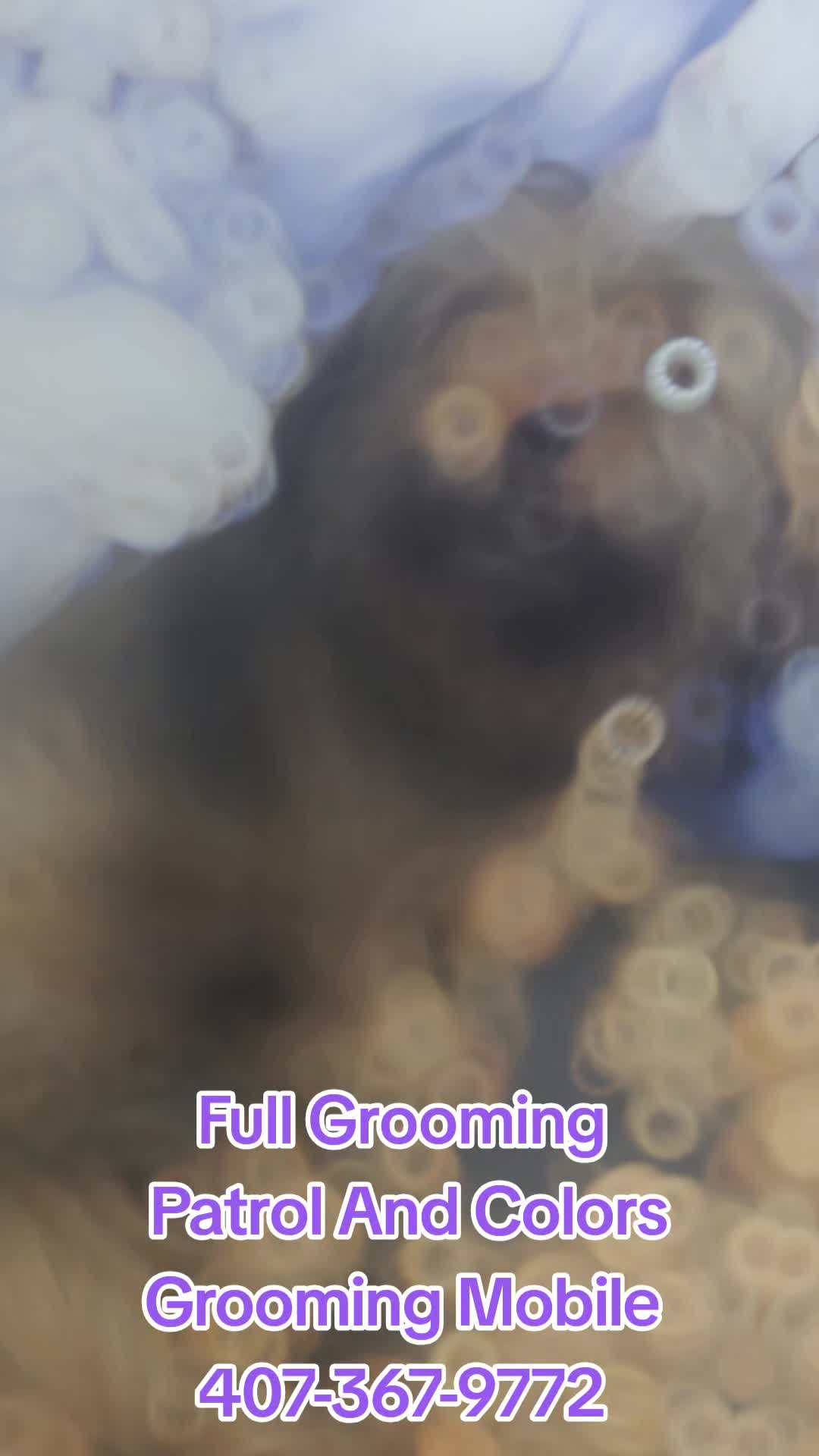 @Patrol and colors Grooming LLC