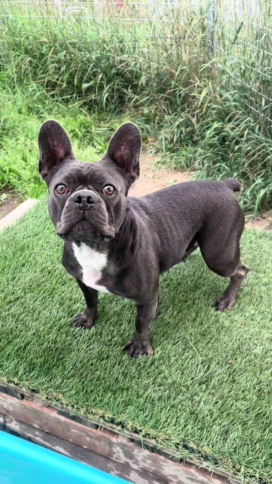 @St&eacute;phanie | PugsFrenchies 💜🐶