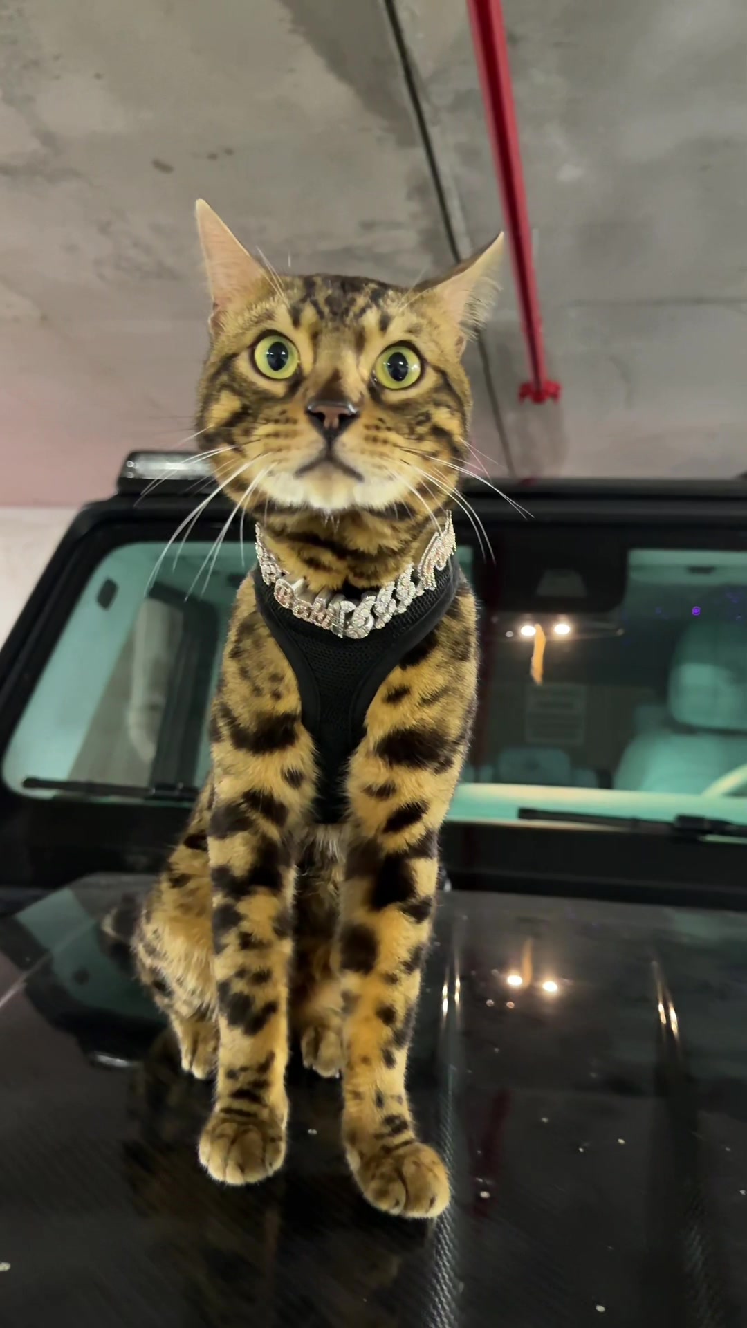 @Bengal Cats