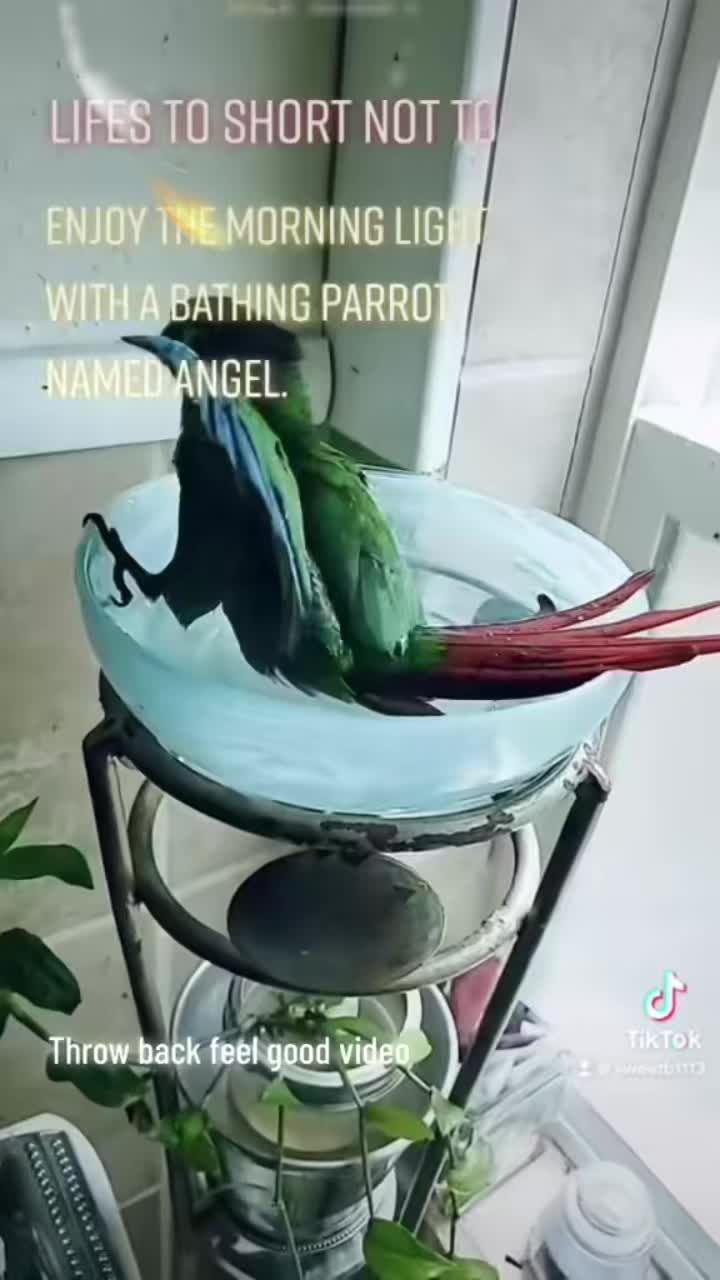 @Animal Antics