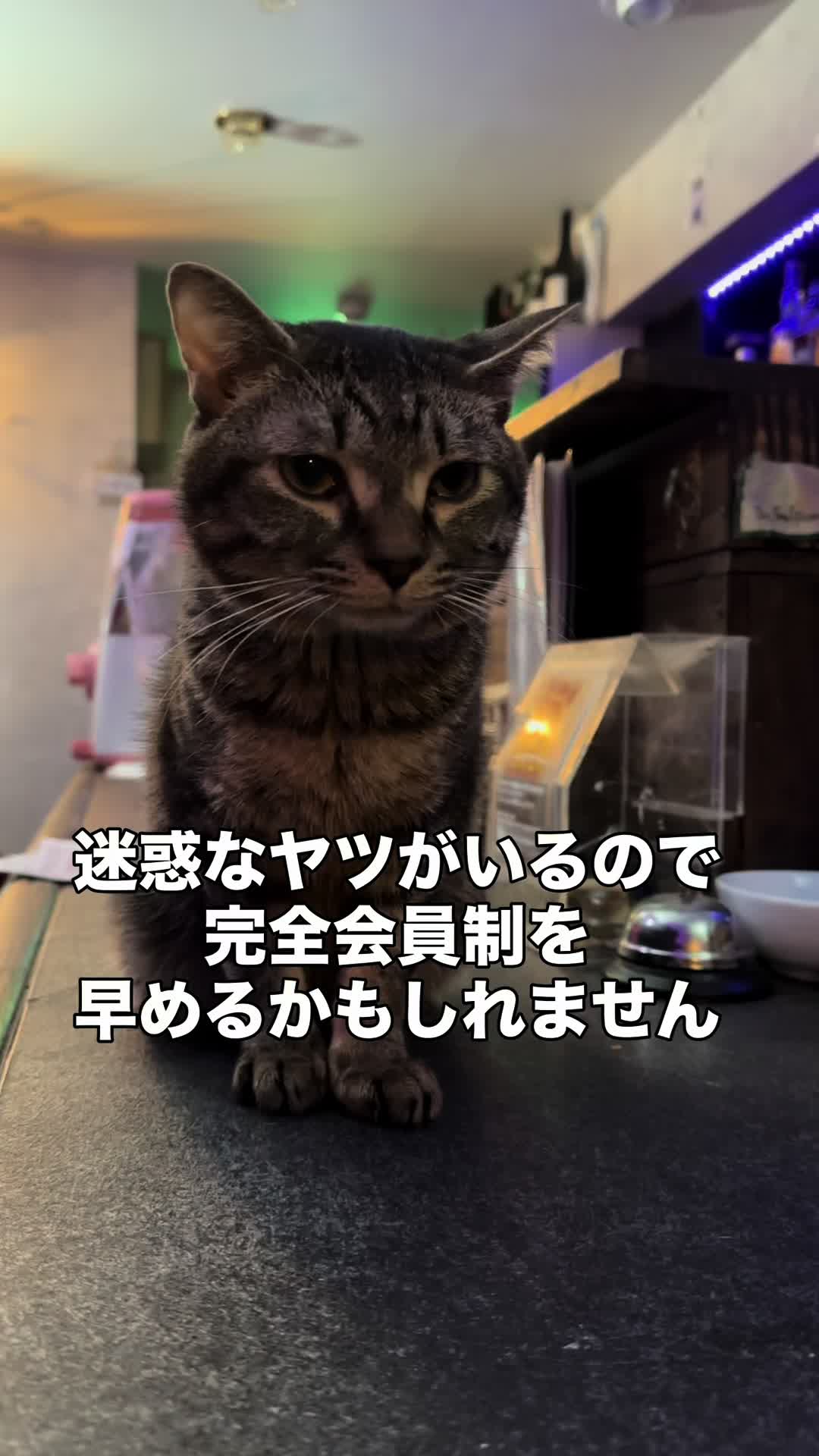 @Cats in the Box.