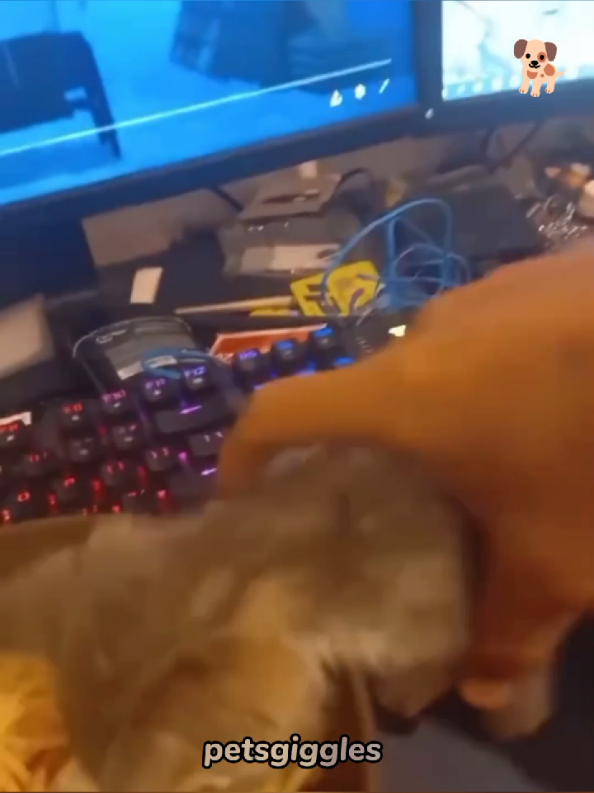 @Pets Giggles
