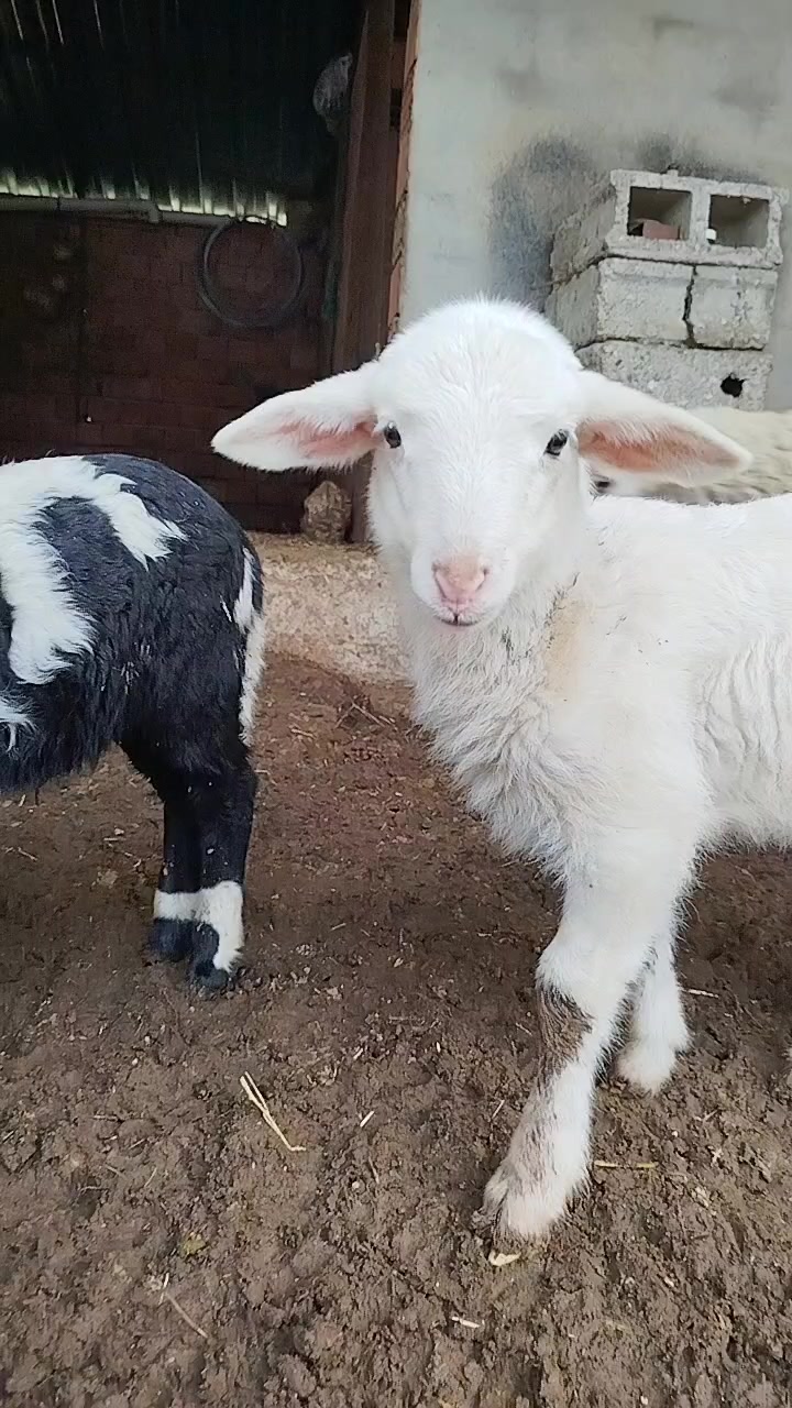 @𝐆ü𝐥𝐬ü𝐦