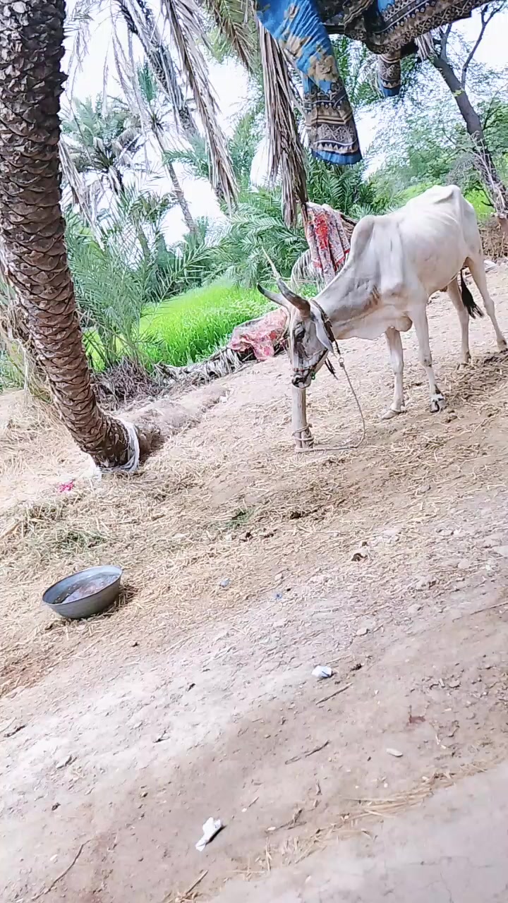 @zafarullah