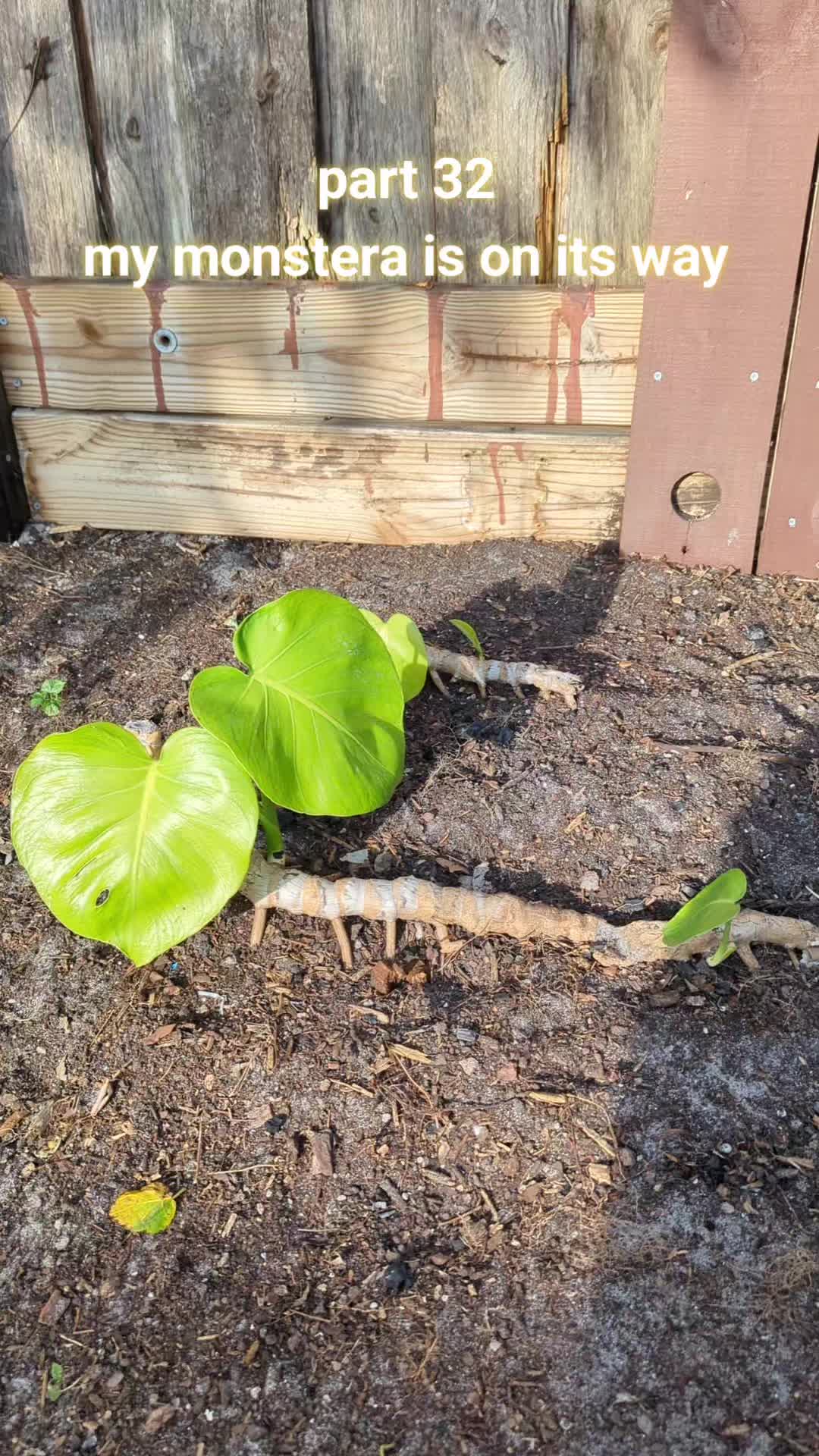 @Monstera Man