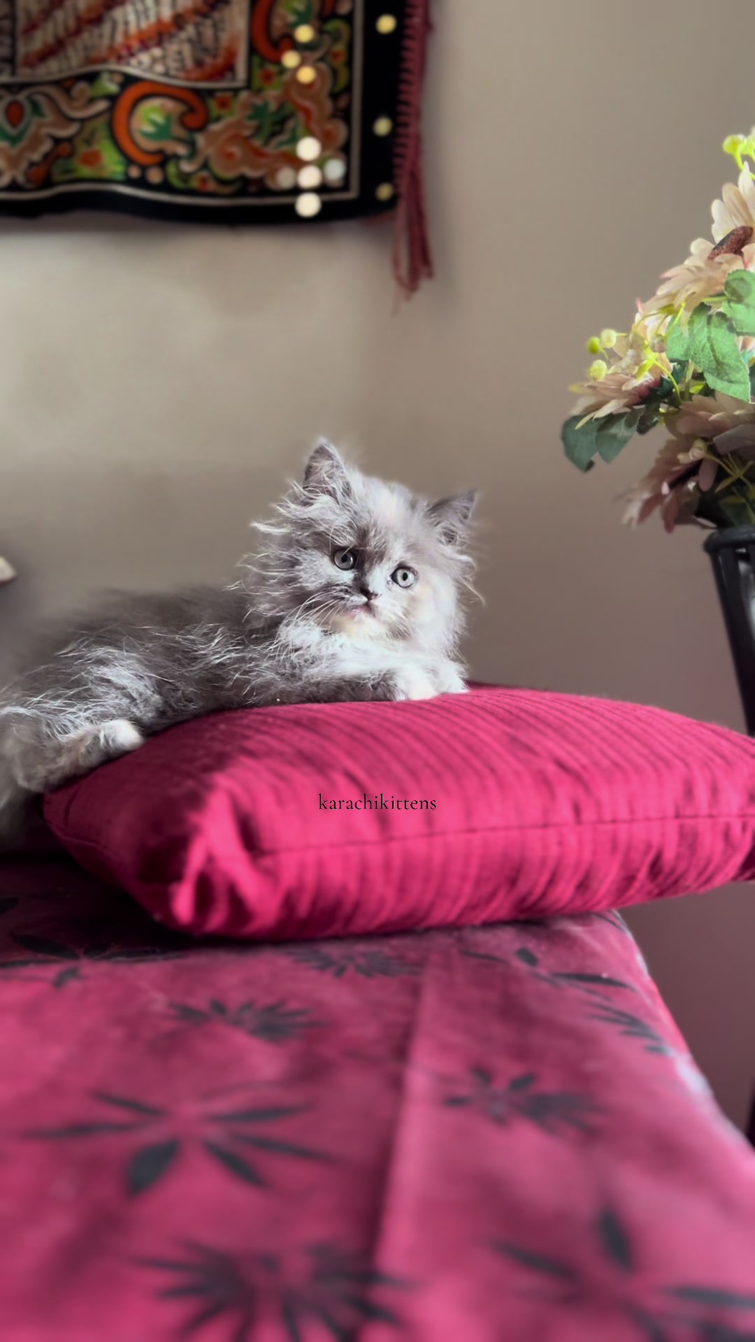 @karachikittens