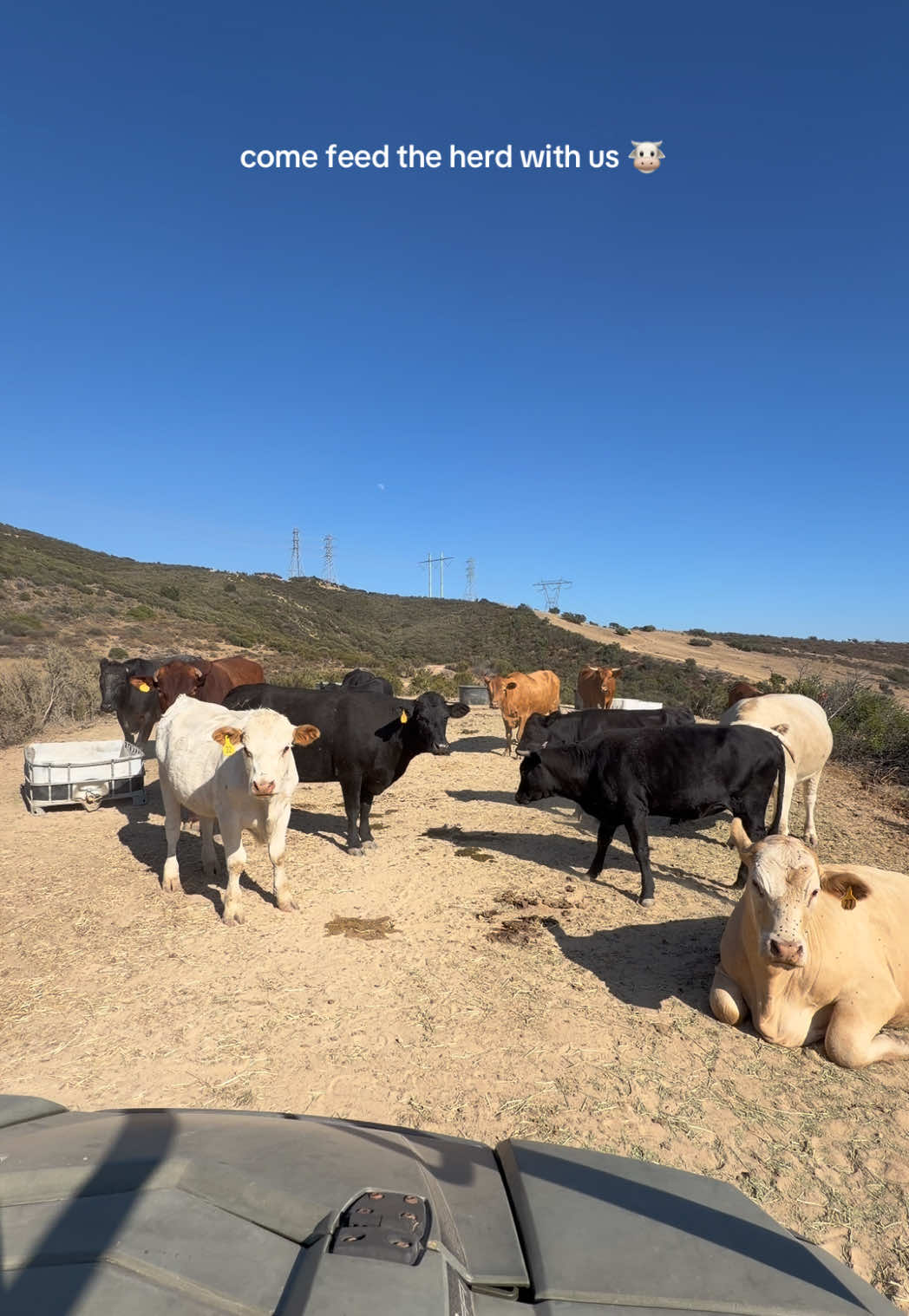 @hvrcattle