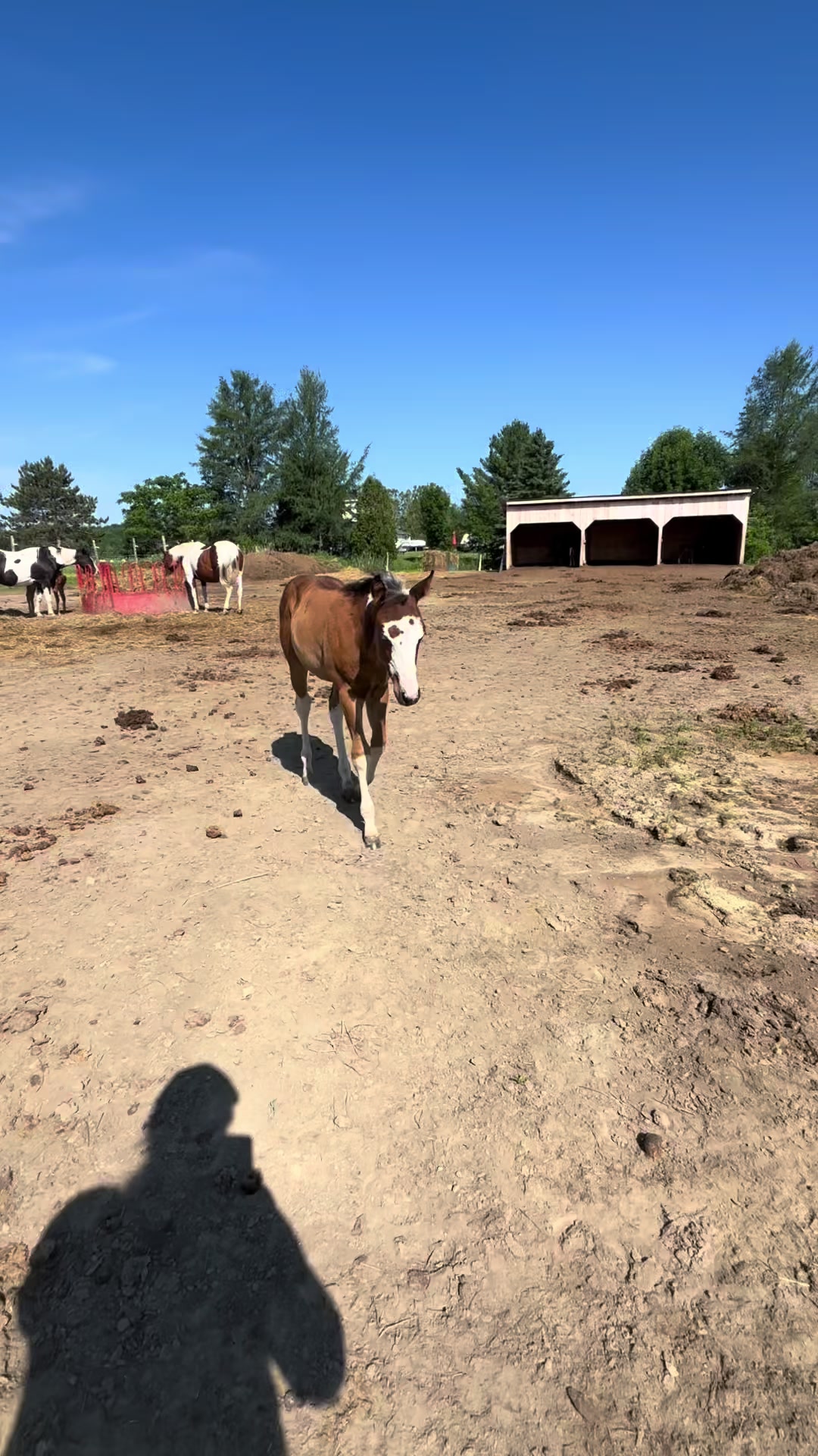 @🐴✨| M&M ranch |🐴✨
