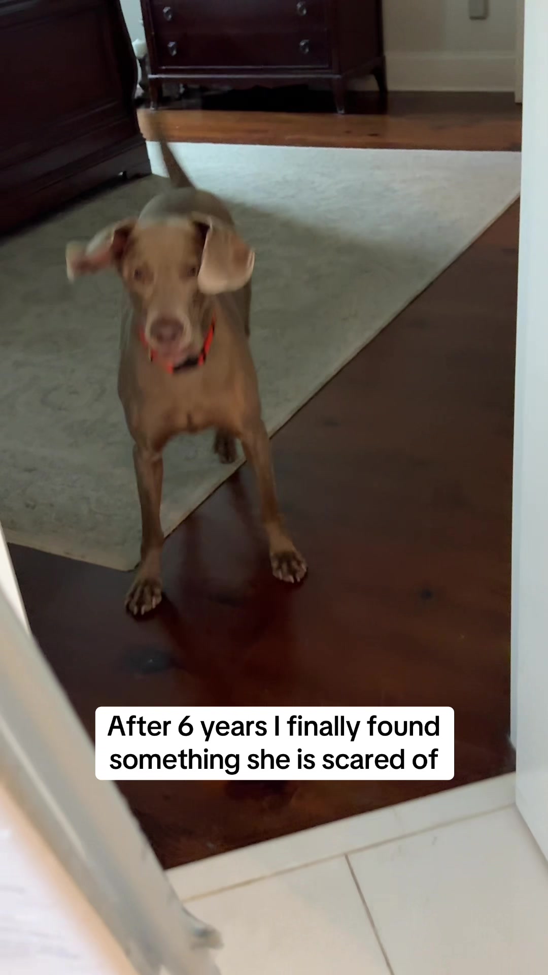 @Zoey the Weim