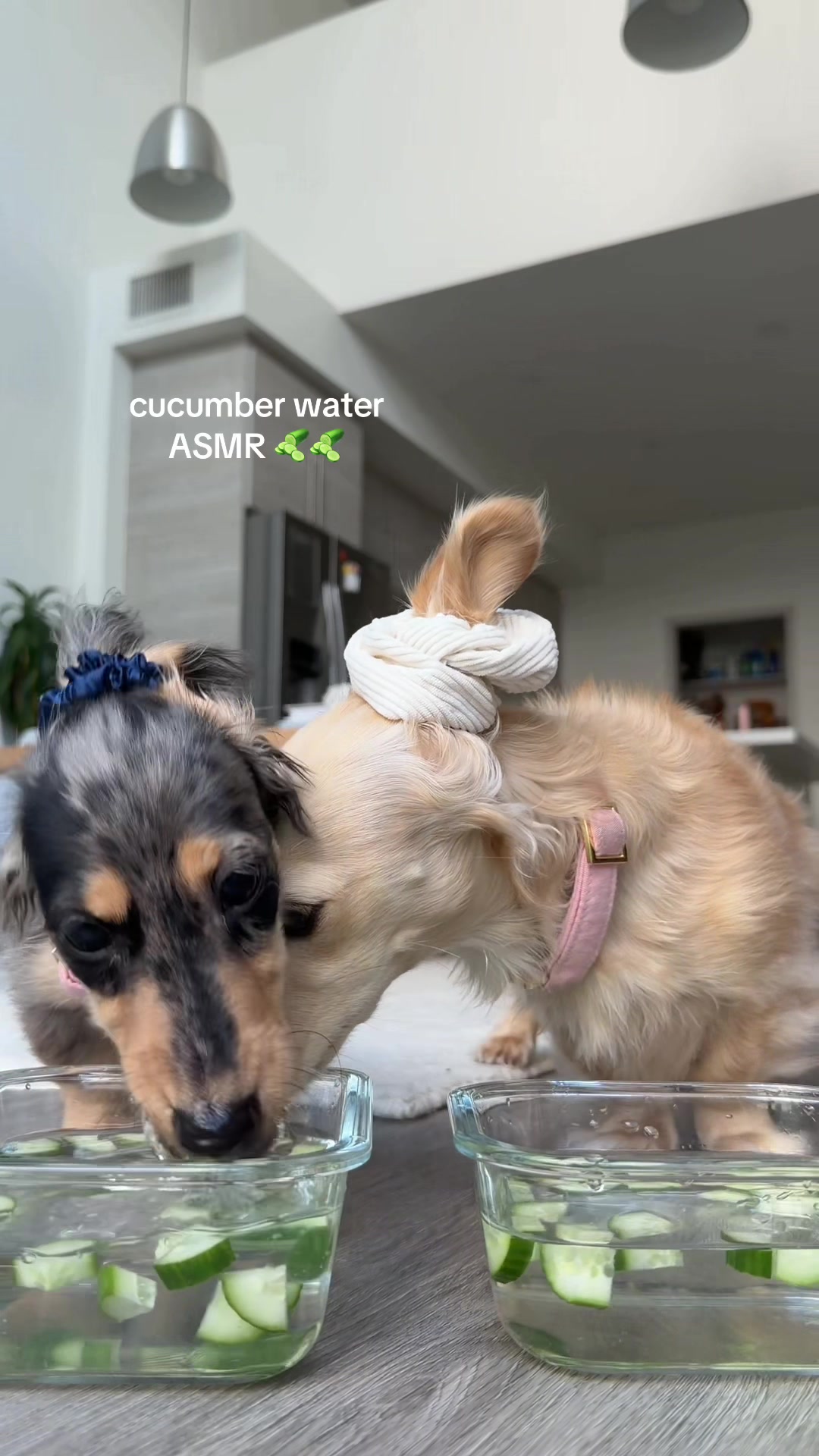 @Lila & Lily The Doxxies
