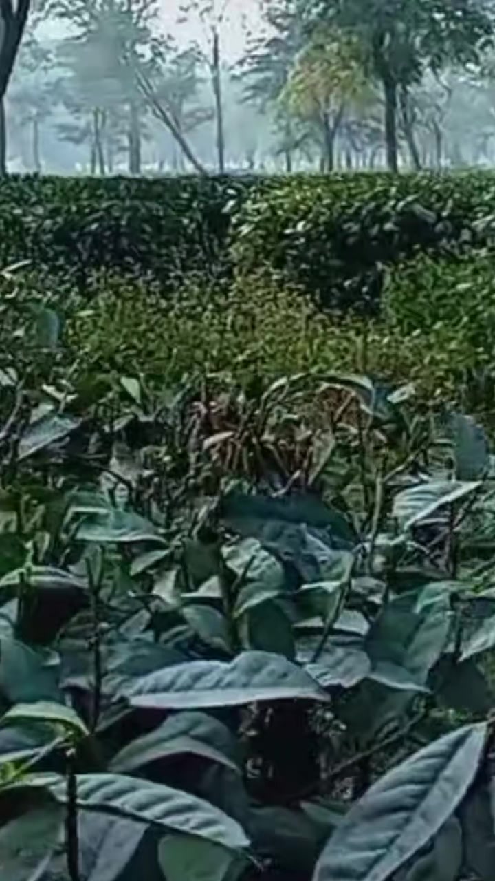 @mr____RJ____tharu