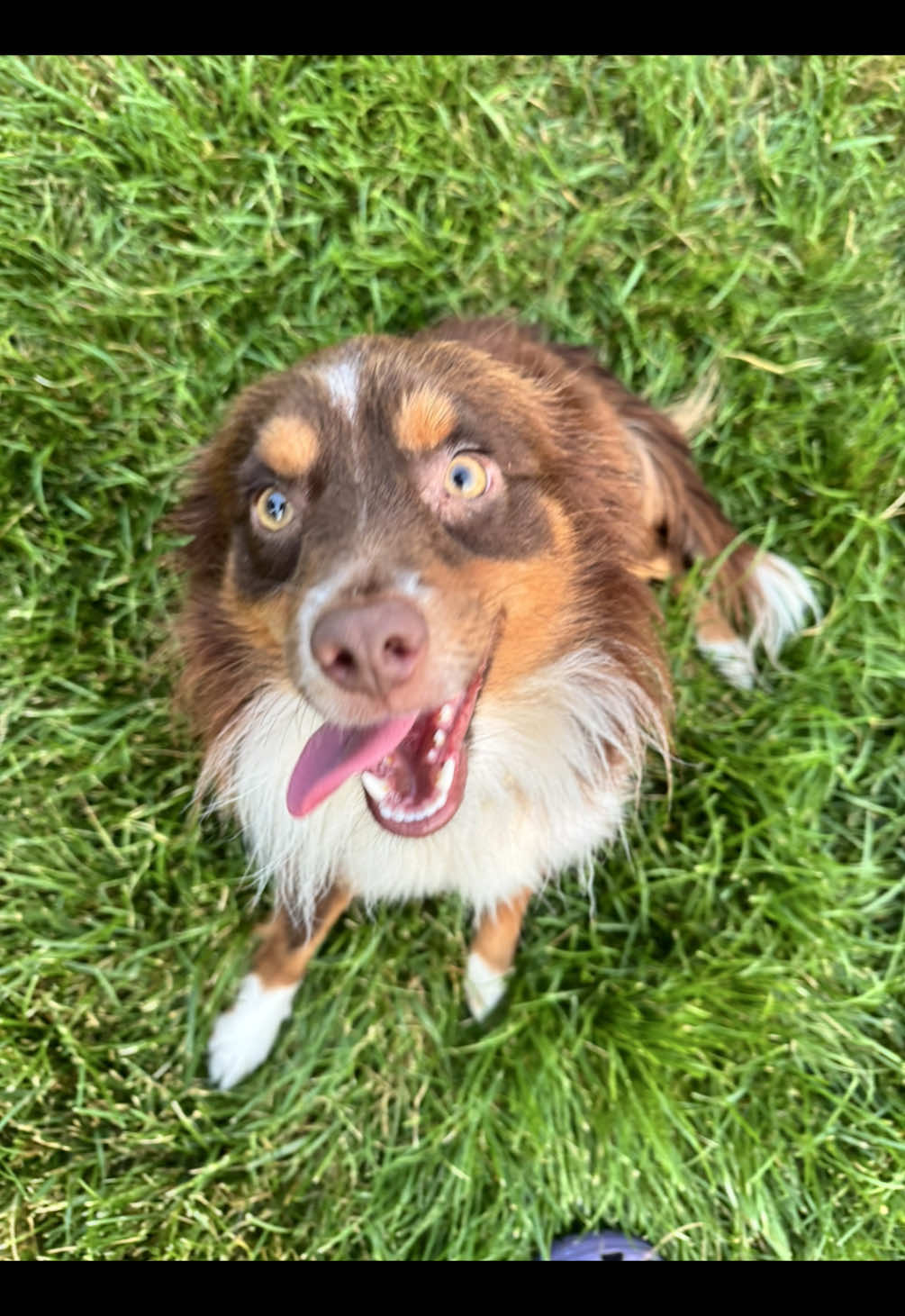 @Paws Deep Animal Rescue