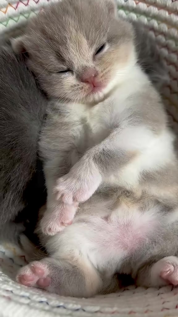 @catbosssss