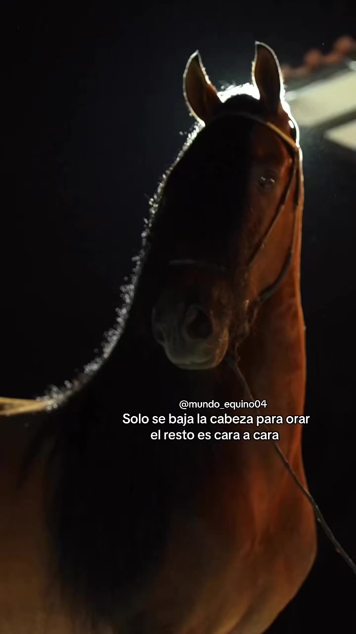 @mundo_equino04